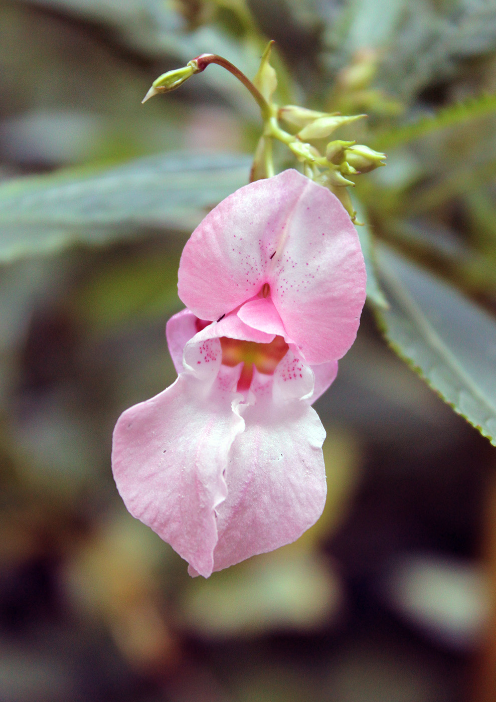 Изображение особи Impatiens glandulifera.