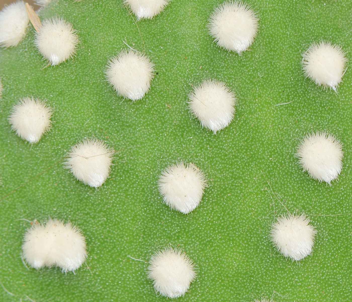 Изображение особи Opuntia microdasys.