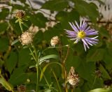 Aster amellus