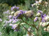 Aster tataricus. Соплодия. Хабаровск, за 1-й краевой больницей (справа - склон оврага с широколиственным лесом, слева - неиспользуемый разнотравный участок). 13.09.2013.