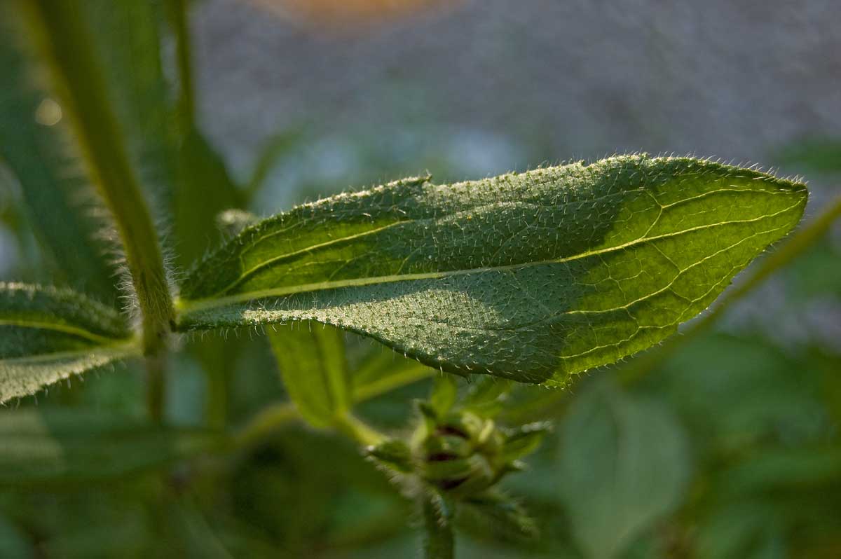 Изображение особи Rudbeckia hirta.