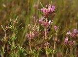 Thymus pallasianus