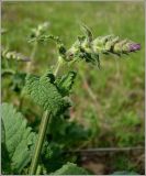 Salvia stepposa. Соцветие в бутонах. Чувашия, окр. г. Шумерля, Кумашкинский заказник, Соколова поляна. 17 мая 2010 г.