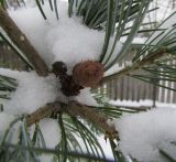 Pinus parviflora