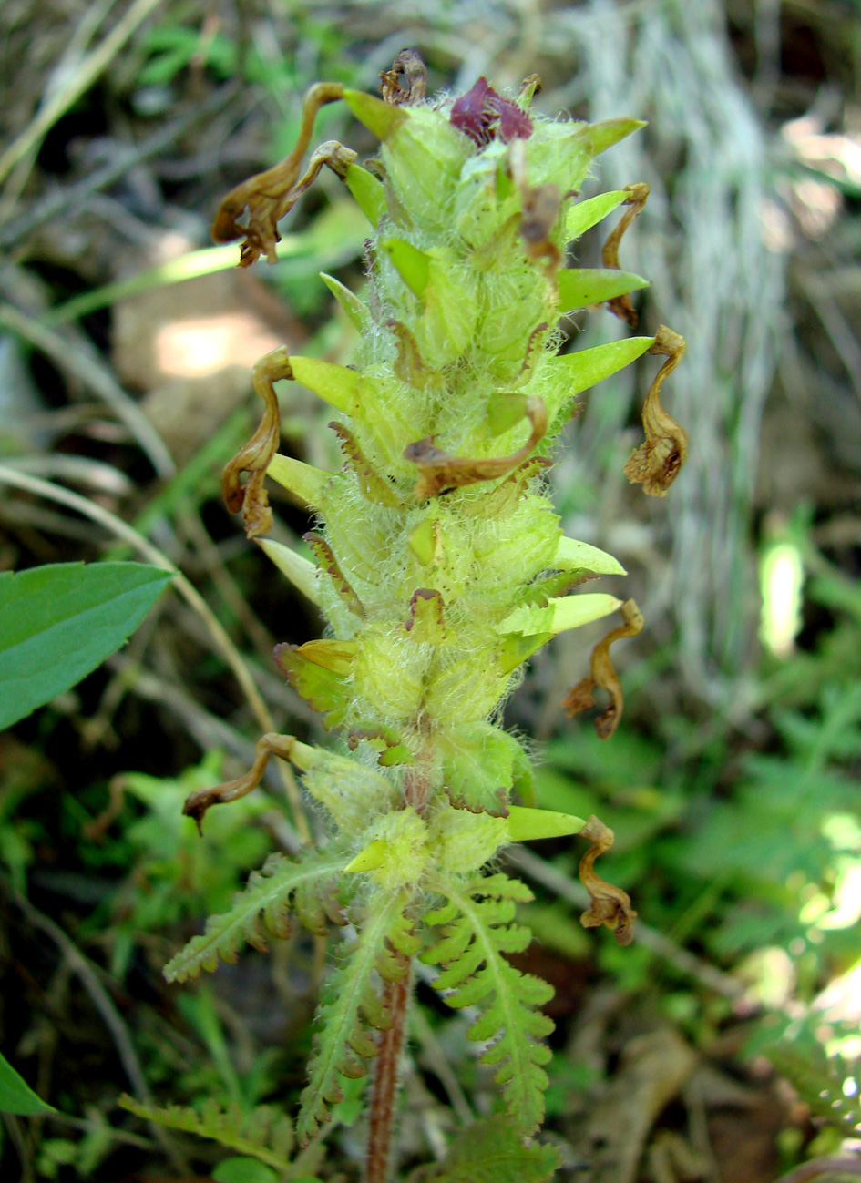 Изображение особи Pedicularis verticillata.