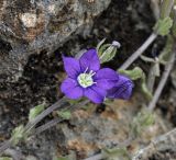 Legousia speculum-veneris