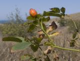 Rosa marginata. Верхушка плодоносящего побега. Крым, Керченский п-ов, Приазовье, Генеральские пляжи, балка в петрофитной степи, сходящая к берегу моря. 18.08.2018.