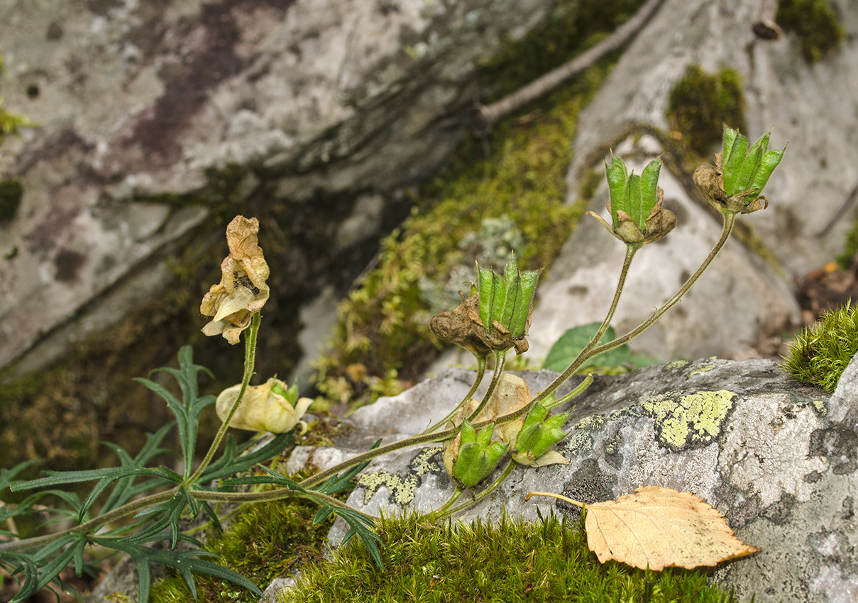 Изображение особи Aconitum nemorosum.