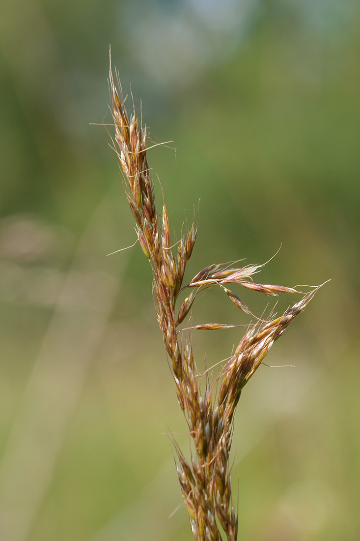 Изображение особи Trisetum flavescens.