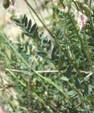 Oxytropis dasypoda