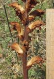 Orobanche caryophyllacea. Часть отцветшего сухого соцветия. Дагестан, окр. с. Талги, сухая известняковая терраса (паразитирует на Galium verum). 12 июня 2019 г.