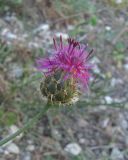 Centaurea carduiformis. Верхушка побега с соцветием. Дагестан, окр. с. Талги, крутой каменистый склон. 05.06.2019.