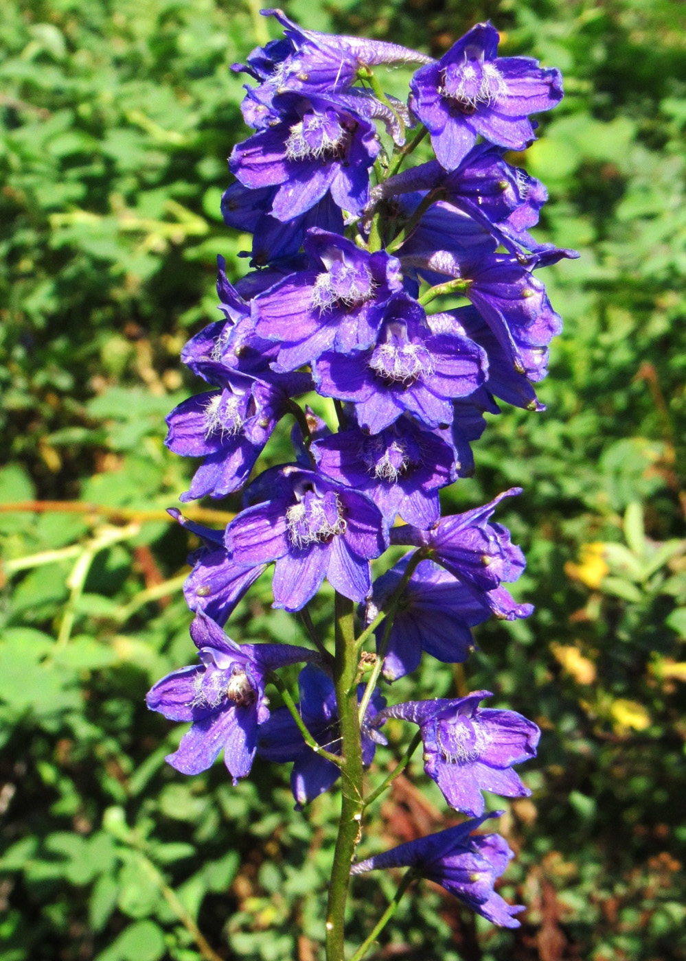 Изображение особи Delphinium dictyocarpum.