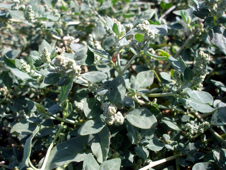 Изображение особи Chenopodium vulvaria.