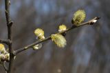 Salix caprea. Часть ветви с мужскими соцветиями. Приморский край, окр. г. Владивосток, обочина дороги. 14.04.2020.