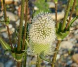 Dipsacus laciniatus. Соцветие и части побегов. Краснодарский край, городской округ Сочи, Хоста, берег р. Хоста, заливаемая в половодье каменная россыпь. Июль 2020 г.