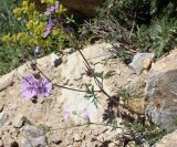 Geranium tuberosum