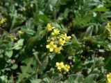 Draba nemorosa