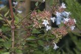 Abelia &times; grandiflora