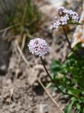 Valeriana fedtschenkoi