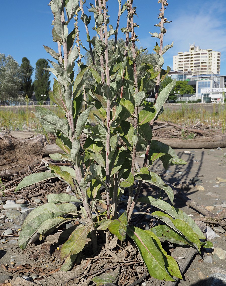 Изображение особи Verbascum gnaphalodes.