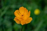 Trollius altaicus