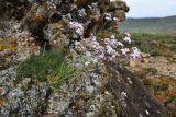 Gypsophila patrinii. Цветущее растение. Иркутская обл., Ольхонский р-н, Тажеранская степь, замшелая ниша в гранитном останце. 30 июля 2023 г.