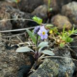 Myosotis asiatica