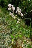 Lepidium latifolium. Цветущие растения. Крым, Арабатская стрелка. 20 июня 2009 г.