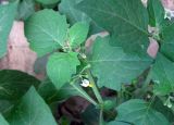 Solanum nigrum ssp. schultesii