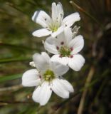 Eremogone lychnidea. Цветки. Кабардино-Балкария, хребет Бирджалы, 2600 н.у.м. 23.07.2012.