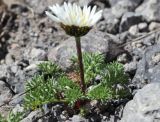 Anthemis iberica