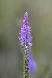 Veronica longifolia