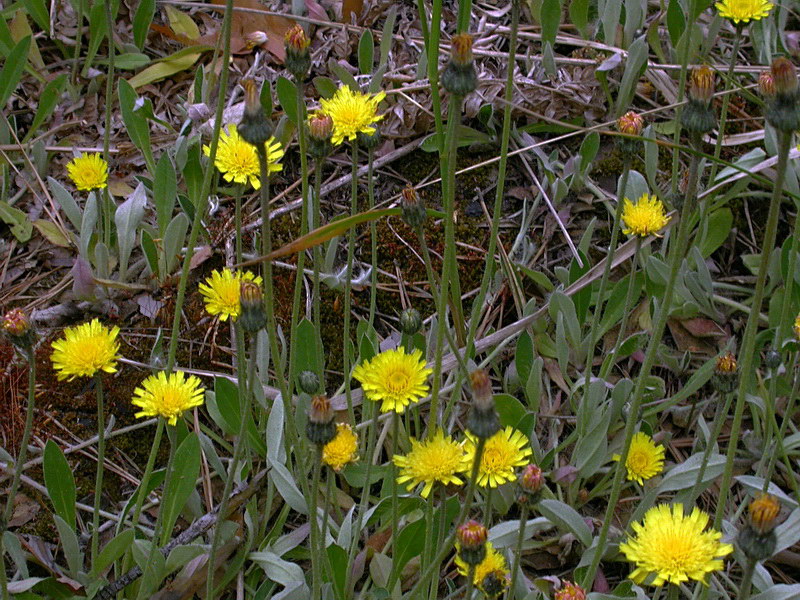 Изображение особи Pilosella officinarum.