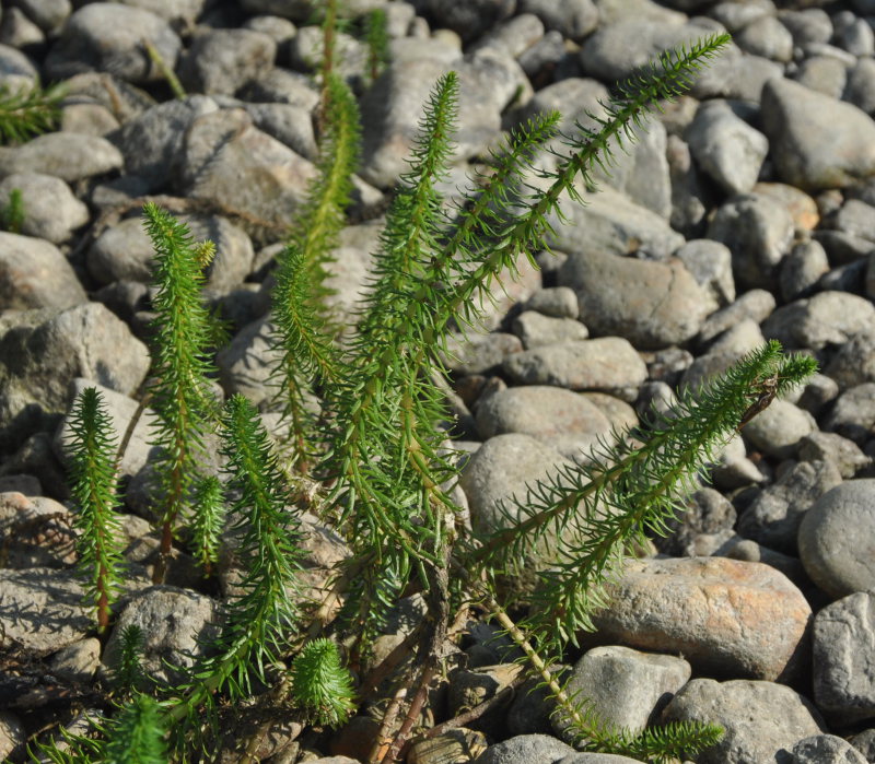 Изображение особи Hippuris vulgaris.