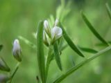 Vicia hirsuta