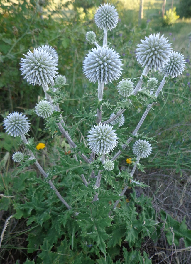 Изображение особи Echinops sphaerocephalus.