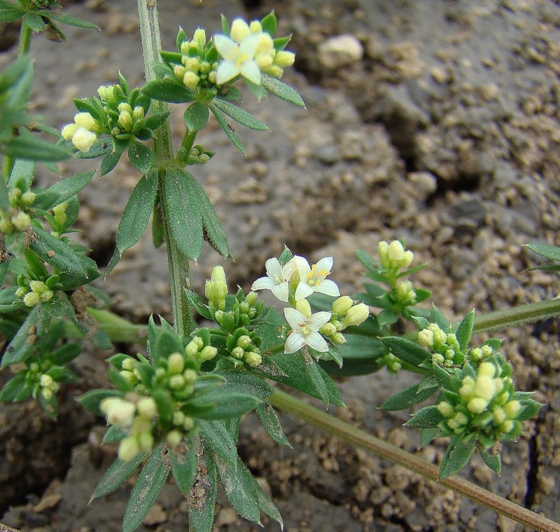 Изображение особи Galium humifusum.