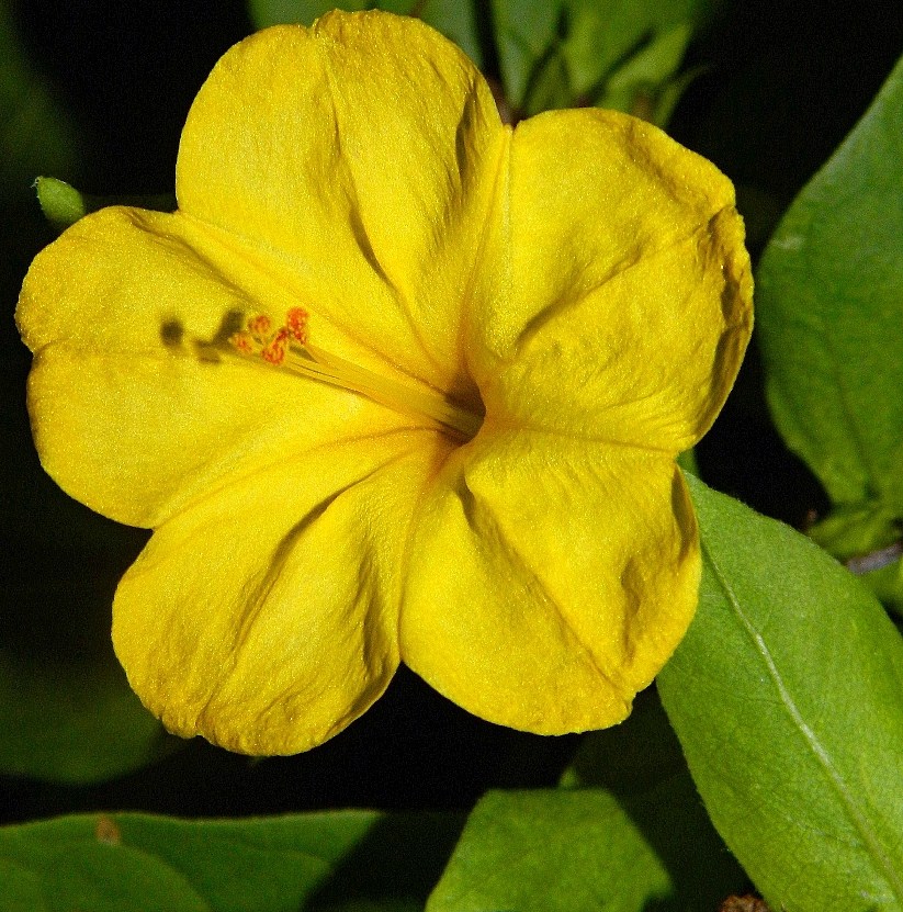 Изображение особи Mirabilis jalapa.