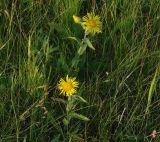 Inula britannica