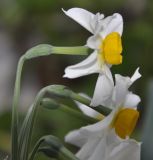 Narcissus tazetta