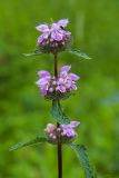 Phlomoides tuberosa. Побег с соцветиями. Томская обл., г. Томск, окр. стадион \"Буревестник\", лес. 02.07.2014.