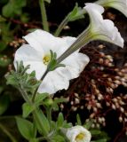 Petunia axillaris. Побеги с цветками и бутонами. Германия, г. Крефельд, Ботанический сад. 06.09.2014.