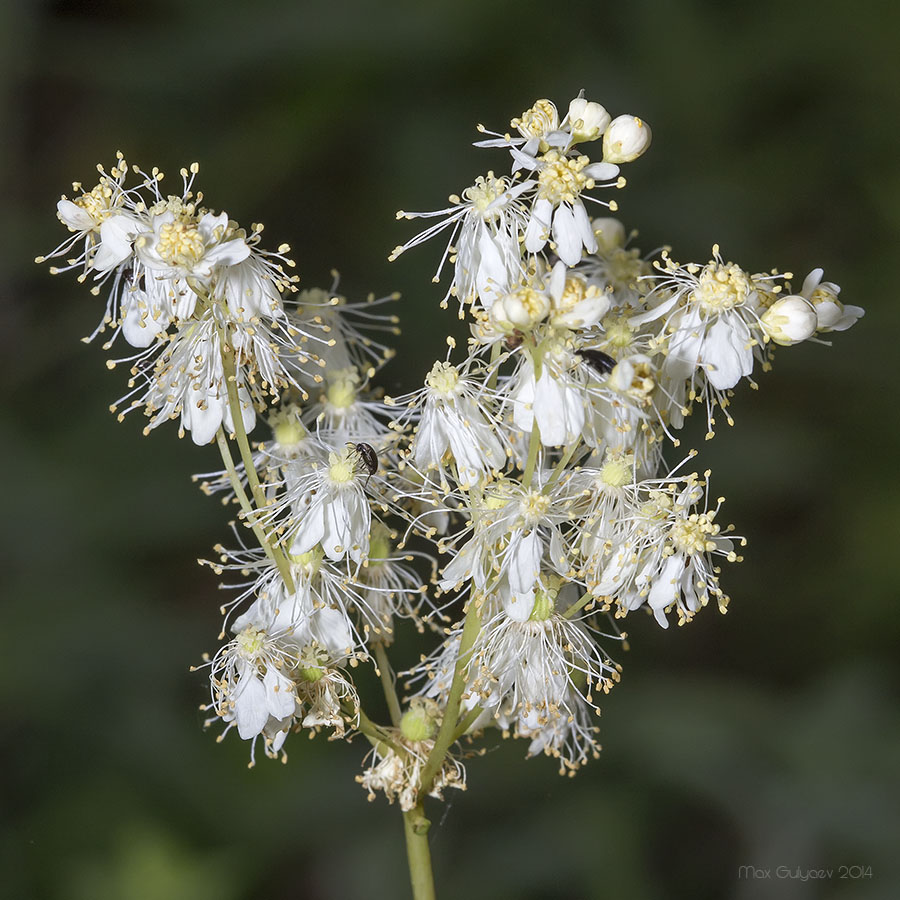 Изображение особи Filipendula vulgaris.