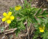 Potentilla supina subspecies paradoxa. Верхушка побега с цветками. Якутия (Саха), южные окр. г. Якутск, дачный пос. 16.08.2012.