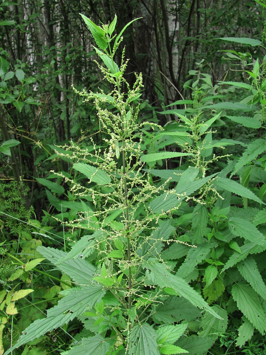 Изображение особи Urtica dioica.