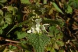 Lamium album