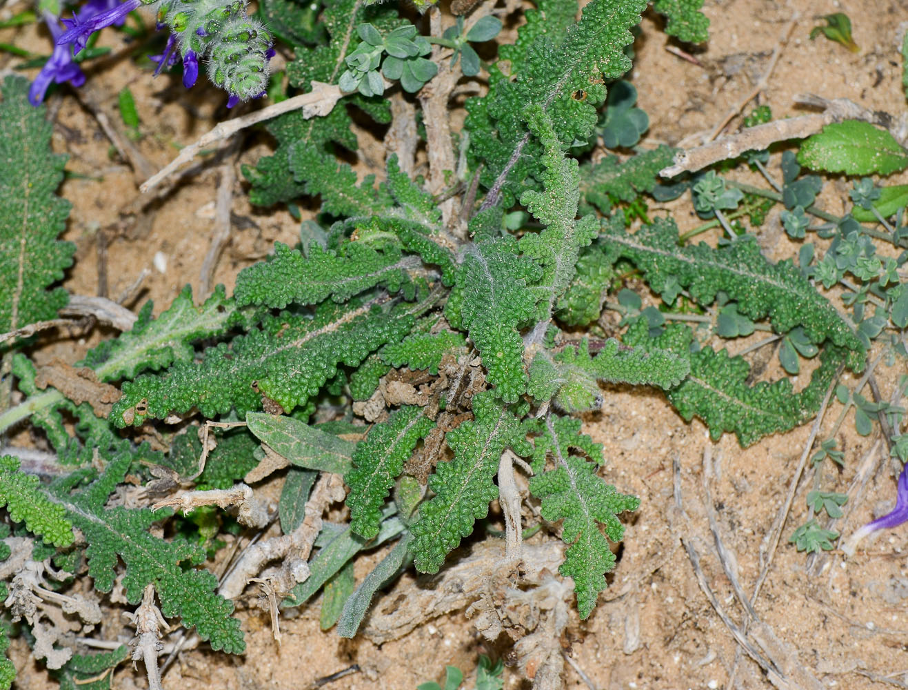 Изображение особи Salvia lanigera.