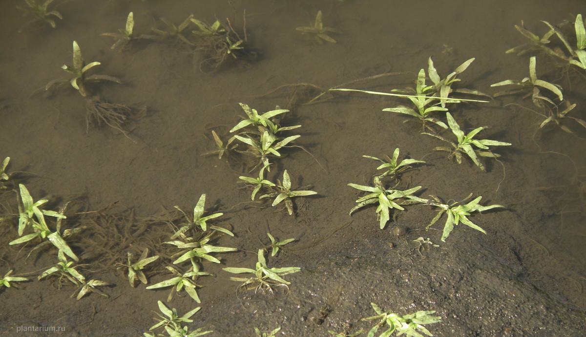 Изображение особи Veronica anagallis-aquatica.