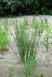 Juncus compressus